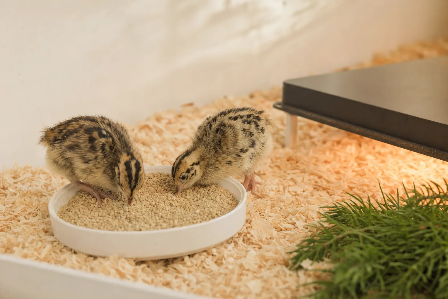 A shallow plain chick feeder of starter crumble on pine shavings in a brooder, with a small speckled coturnix chick pecking near a flat heat plate.
